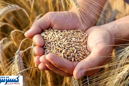 تاخیر در پرداخت گندمکاران؛ دولت خبر خوش می‌دهد!