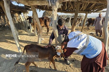 تقویت ایمنی دامی چابهار با اجرای بیش از ۲۶۴ هزار نوبت واکسیناسیون
