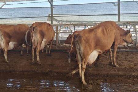 توقیف محموله ۱۰ میلیاردی دام قاچاق در کنگاور