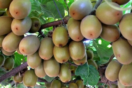 رشد 20 درصدی تجارت کشاورزی روسیه و ایران از ابتدای سال جاری میلادی