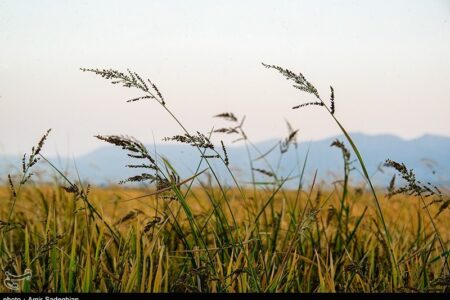 معرفی 2 رقم جدید برنج در کشور با عملکرد بالا و مصرف آب کمتر