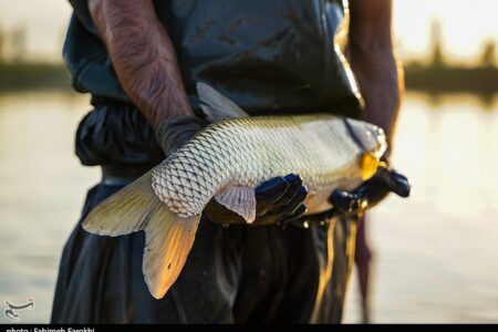 هسته‌ای در کشاورزی ــ 58| بررسی سلامت ماهی‌های پرورشی، با فناوری هسته‌ای