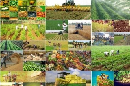 هیچ آمار کاربردی دقیقی در کشاورزی نداریم!