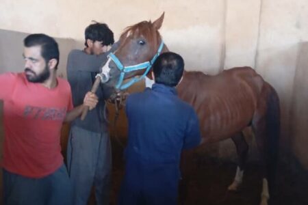 پایش بیماری «مشمشه» در اسبداری‌های شهرستان تنگستان انجام شد