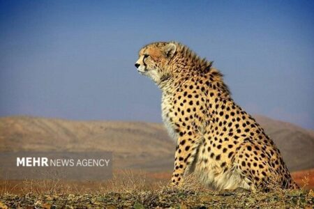 یوزپلنگ آسیایی زیر چتر فناوری