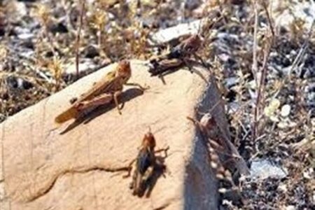 100 هزار هکتار از مزارع و باغات جنوب کشور در معرض حمله ملخ