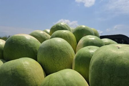 252 هزار تن هندوانه تازه برای تنظیم بازار شب یلدا عرضه می‌شود