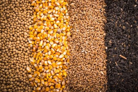 آغاز تخلیه و بارگیری نهاده های دامی تحت کلید دولت