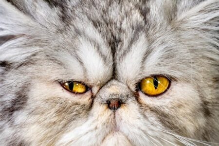 ابلاغ شیوه نامه نگهداری از حیوانات خانگی؛ به زودی