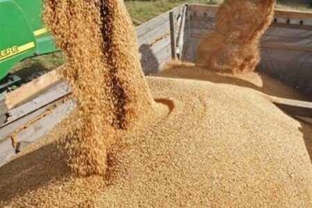 اختصاصی/ قیمت خرید تضمینی جو و ذرت 23 هزار تومان تعیین شد