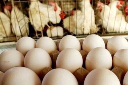 افزایش بی سابقه قیمت تخم مرغ در سایه نبود نظارت