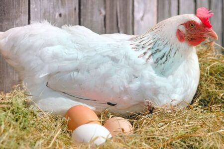 تخم‌مرغ در آستانه کم‌یابی؟ / مرغداران هشدار دادند