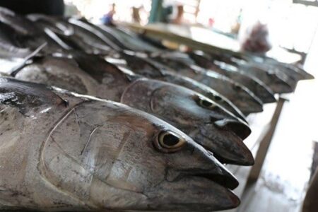 رکورد جدید صید ایران در آب‌های فرامرزی ثبت شد