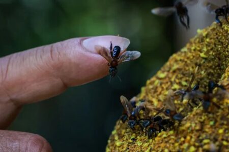 زنبورهای بی‌نیش نخستین حشرات صاحب حق و حقوق در جهان شدند!