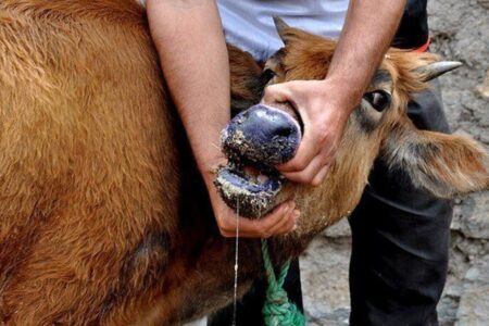 سالاری: دامداران جنوب کرمان در برابر شیوع تب برفکی هوشیار باشند