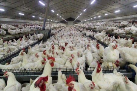 شجاعی: ۱۰ هزار واحد برای آنفلوآنزای فوق‌حاد طیور درمازندران پایش شدند