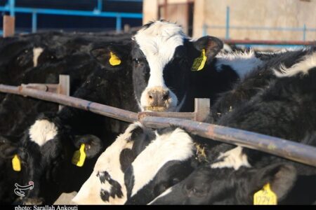 قطب تأمین 10 درصد شیر تهران درگیر با بحران تداوم تولید