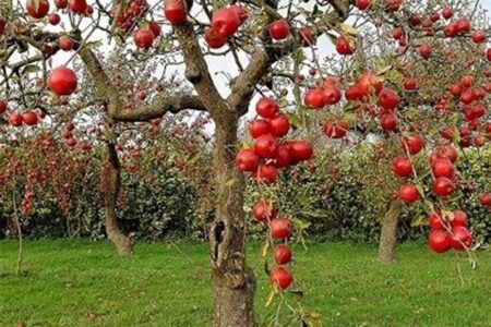 «نجات آب» ــ 50 | مزایای مزرعه‌ها و باغ‌های چندکِِشتی و تنوع‌ در مزرعه