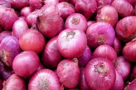 هسته‌ای در کشاورزی ــ 60| بیماری سفیدک پیاز، با فناوری هسته‌ای قابل کنترل است