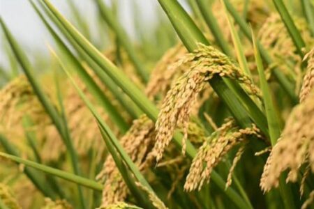 هسته‌ای در کشاورزی ــ 66 | «برنج‌های معطر» با فناوری هسته‌ای