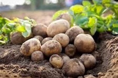 هسته‌ای در کشاورزی ــ 67 | جلوگیری از کپک‌زدگی سیب‌زمینی