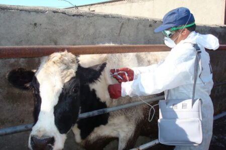 هیئت وزیران، تعرفه جدید خدمات دامپزشکی بخش دولتی را تصویب کرد