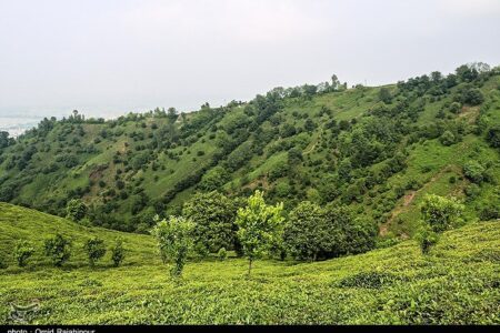 هیات مدیره جدید اتحادیه چای کشور انتخاب شدند