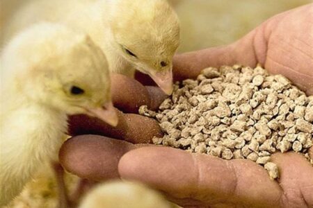 وعده وزیر برای ترخیص کامل محموله‌های نهاده معطل در بنادر