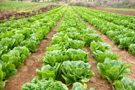 پیش بینی ارزش ۵.۳۶میلیارد دلاری بازار جهانی کاهو | کاهش ۷۹درصدی ارزش صادراتی کاهوی ایران