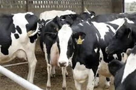 کاهش تولید شیر و گوشت به علت شیوع تب برفکی