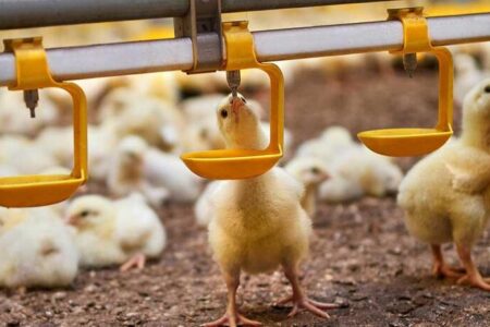 دولت به مرغداران ۷۰ همت بدهکار است؛ روایت جراحی سخت بدون بیهوشی