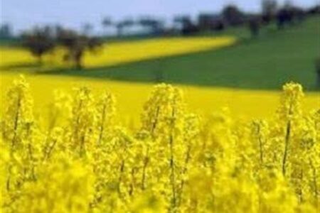 سد بزرگ ارز ترجیحی بر تولید داخل نهاده های دامی برداشته شد