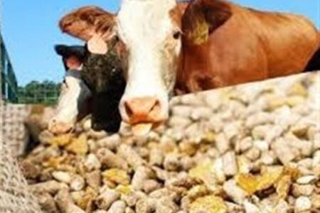 قیمت نهاده‌های دامی پس از حذف ارز ترجیحی کشف شد