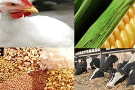 نقدینگی تولیدکنندگان پس از حذف ارز ترجیحی تامین می‌شود