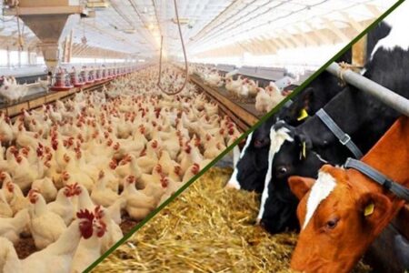 نهاده‌های دامی بدون تغییر قیمت تا پایان سال توزیع می‌شود؟