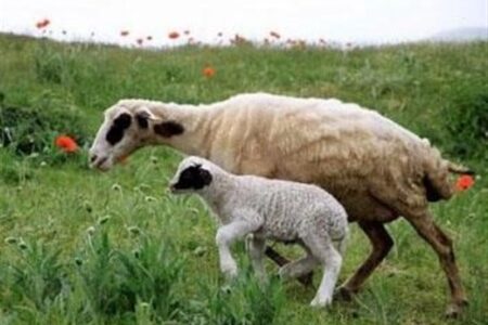 هسته‌ای در کشاورزی ــ 73 | کاربرد هسته‌ای در کنترل انگل‌های گوسفند