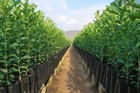 30 میلیون اصله نهال شناسه‌دار میوه تولید شد