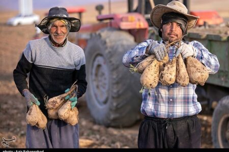 40 درصد صرفه‌جویی آب در تولید چغندر قند با کشت پاییزه