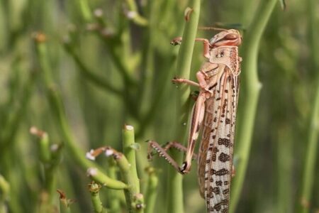 آغاز فعالیت ملخ ها در ۳هزار هکتار از اراضی کشاورزی کهگیلویه و بویراحمد