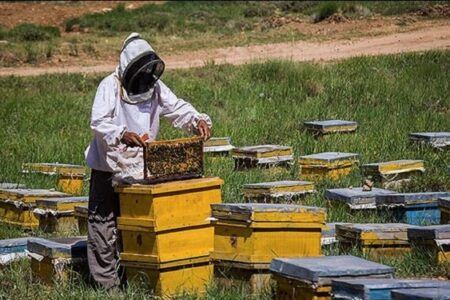 آفت و بیماری؛ نتیجه واردات قاچاقی زنبور به کشور