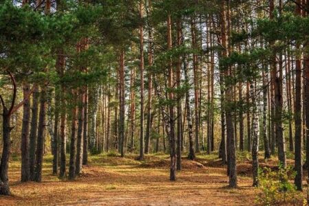 احیای بیش از ۱.۳ میلیون هکتار جنگل در روسیه