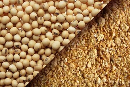 ارزش ۱۰۴.۲۳میلیارد دلاری بازار کنجاله سویا در ۲۰۲۵؛ چشم انداز ۱۳۴.۸۳میلیارد دلاری تا ۲۰۳۱