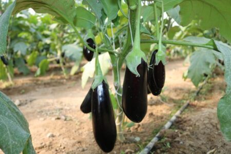 ارزش ۱۳میلیون دلاری صادرات بادمجان ایران؛ صادرات ایران ۶۵درصد کاهش یافت