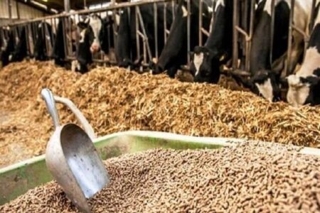 اعلام نرخ ارشادی نهاده‌های دامی بالاتر از بازار