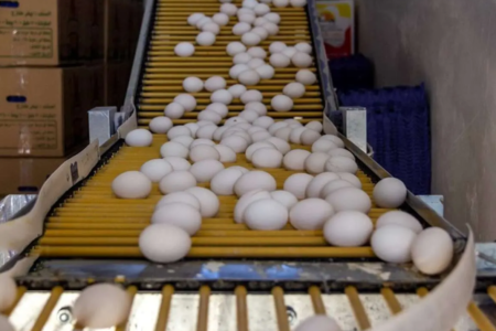 تخم‌مرغ بالاخره ارزان شد/ کاهش قیمت پس از هفته‌های پرتنش