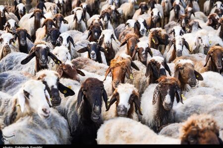 تزریق 50 هزار میلیارد تومان برای تامین نقدینگی صنعت دام و طیور