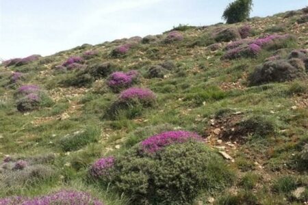 تشدید نظارت بر مراتع با افزایش قیمت خوراک دام