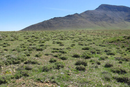 تقویت اعتبار احیای مراتع| طرح احاله مدیریت ۱۰ ایستگاه تولید بذر مرتعی