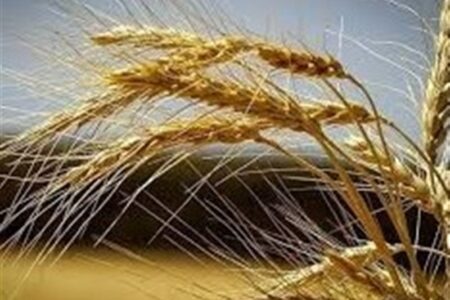 تقویت امنیت غذایی کشور با بومی‌سازی بذرهای راهبردی