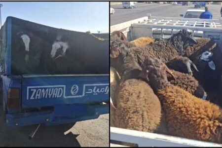 توقیف احشام قاچاق به ارزش یک میلیارد ریال در رباط کریم